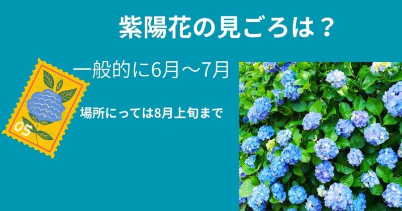 紫陽花