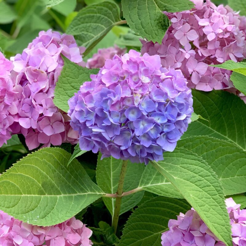 紫陽花